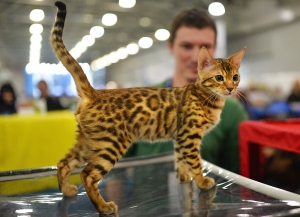 Международная выставка кошек «Кэтсбург 2015» в Москве