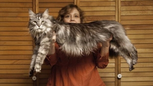 Самая длинная кошка