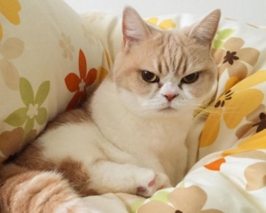 В Японии нашли новую «сердитую» кошку