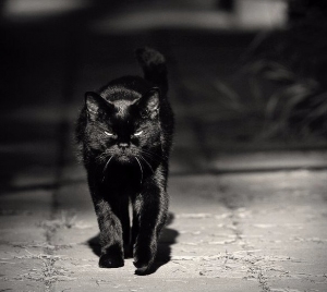 Чёрная кошка считается символом удачи
