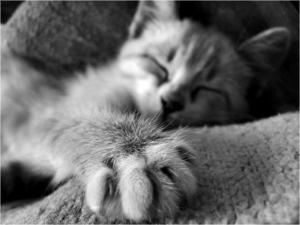 Почему и как коты и кошки издают мурлыкающие звуки? Почему и как коты и кошки издают мурлыкающие звуки?